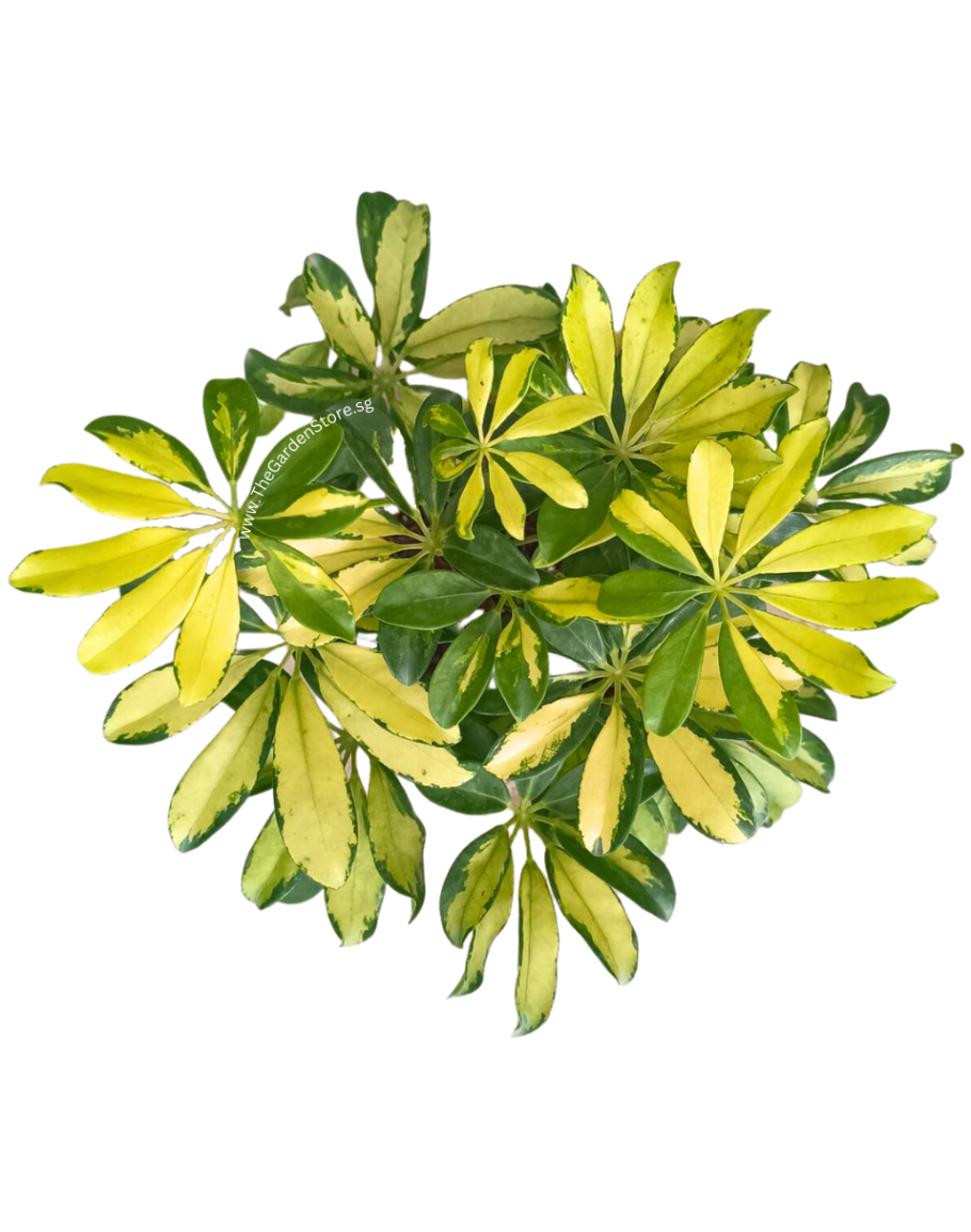 Schefflera Arboricola Variegata, Variegated Umbrella Tree 鸭掌木